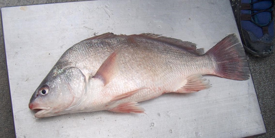 freshwater-drum-aplodinotus-grunniens-south-nation-conservation